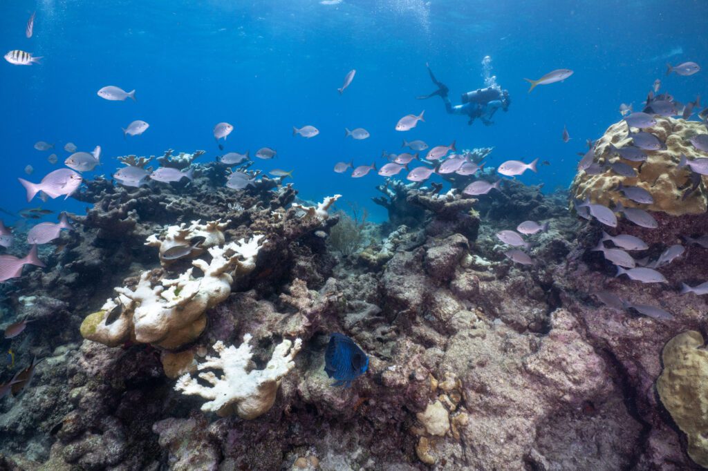 A diver from the Coral Restoration Foundation swims above bleached corals on Florida's Looe Key. The only reason that the entire reef does not appear to be bleached is because most of the reef was already dead from previous heat, pollution and disease stressors before this summer's heat wave.