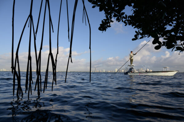 Photo by Jason Gulley/Wildpath. Framed by mangrove roots, artist and fly fisherman Magnus Sodamin poles his boat over shallow seagrass beds between Virginia Key and the City of Miami.