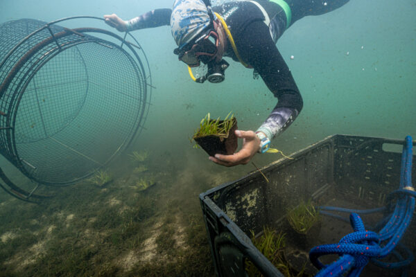 A diver from Sea and Shoreline replants seagrasses in Florida's Homosassa River as part of a massive restoration project. The grasses are planted inside exclusion cages which allow grass to develop mature roots systems before manatees eat it.