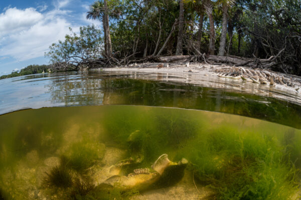 Photo by Jason Gulley. Algae covers a manatee's jawbone in the shallow water of Indian River Lagoon, while the bones of another manatee are bleached by the sun on a remote island beach. While manatee deaths are elevated along Florida's east coast, the Indian River Lagoon has been a fatality hotspot since January 2021. Development and pollution from fertilizers and sewage fueled the growth of algae in the lagoon that choked out the seagrasses manatees eat. With no food, manatees are reportedly starving to death in record-breaking numbers. More than 2,000 manatees have died since January 2021.