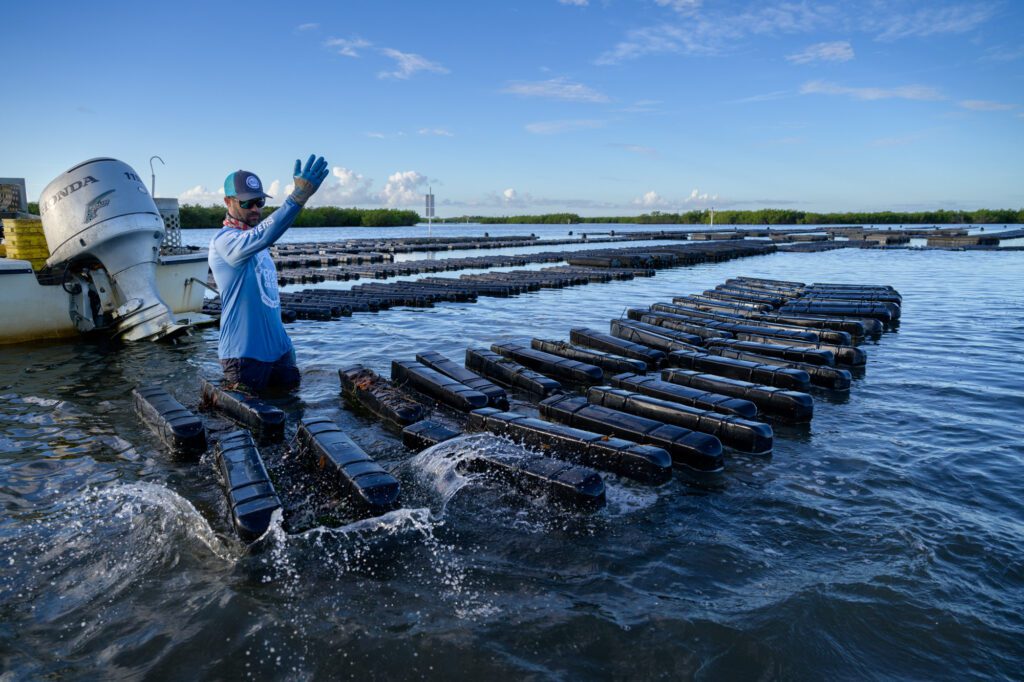 Photo by Jason Gulley/Wildpath. Ryan Norris, one of the founders of the Indian River Oyster Company in New Smyrna Beach, Fla., flips floating bags of oysters at one of his Indian River Lagoon oyster farms. The bags are flipped frequently to expose oysters to air or submerge them in saltwater, which keeps the shellfish  healthy and growing.