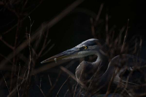 Photo by Jason Gulley/Wildpath. A Great Blue Heron rests along the shore of a wetland in the Sweetwater Wetlands Park in Gainesville, Fla. The 264-acre park is popular for walking, running, birding and wildlife viewing but it was originally built to address pollution from stormwater runoff. Prior to the park's construction, stormwater runoff from Gainesville, and the oil, fertilzer and other pollutants carried with it, flowed into a sinkhole that recharges the Floridan aquifer. Constructed between 2012 and 2014, the system of connected wetlands now naturally treats and filters runoff before recharging the aquifer.