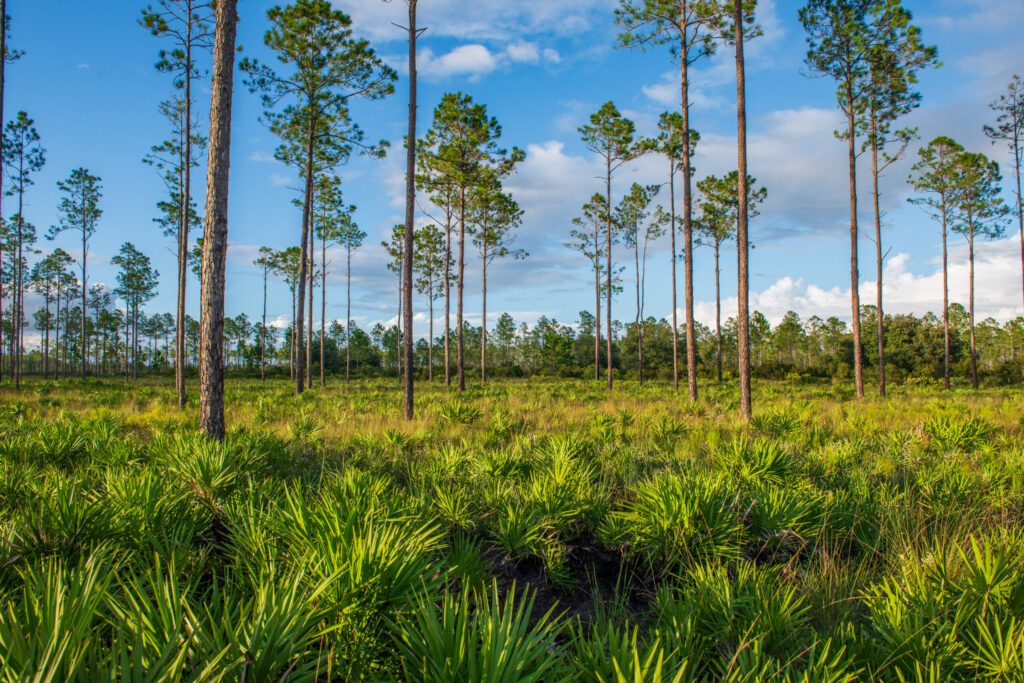 4-Big-Bend-Swamp-Holopaw-Ranch-–-Lakes-Place-LLP-Lauren-Yoho-1-scaled