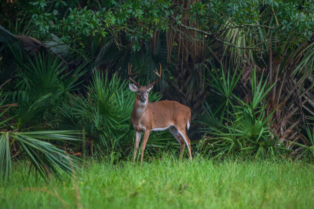6-Remlap-Ranch-Lauren-Yoho-scaled