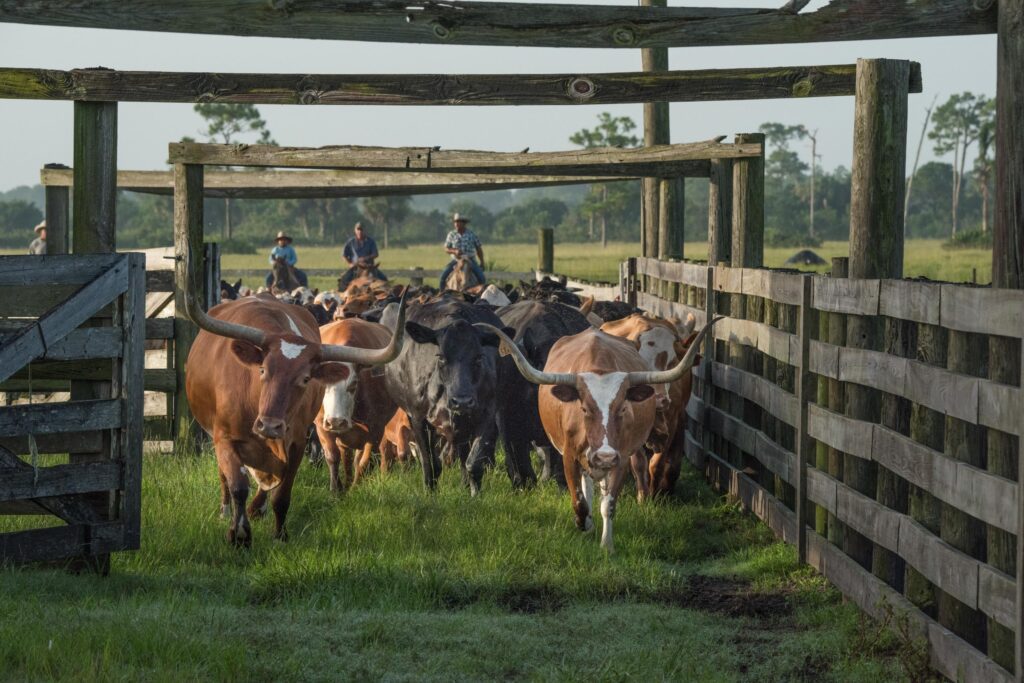 Siboney Ranch, west of Ft Pierce, FL and adjecent to Quail Creek Plantation, is a cattle and hunting ranch that is part of the headwaters to the St Johns River. Photo by Carlton Ward Jr / CarltonWardPhotography. Shot on assignment for the 2015 Florida Ranches calendar.