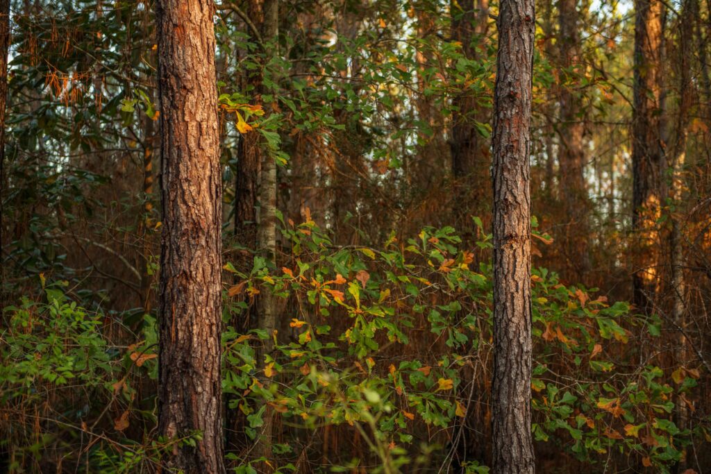 Coastal Headwaters Longleaf Forest – Evergreen Timberco conser