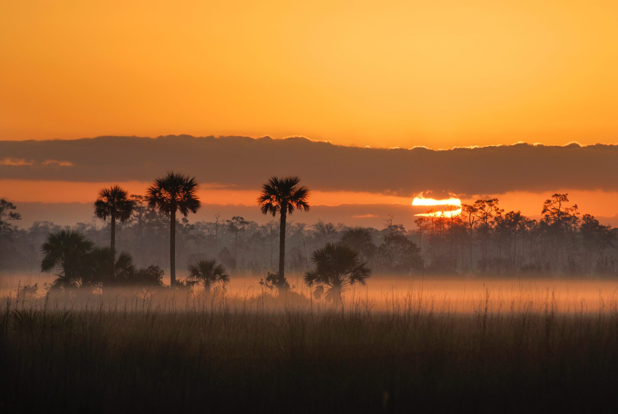 Big Cypress National Preserve
Everglades, Florida

Photo by Carlton Ward Jr
www.carltonward.com

Shot for Smithsonian Magazine

For additional Florida Heritage Projects, see the Legacy Institute for Nature & Culture - www.LINC.us