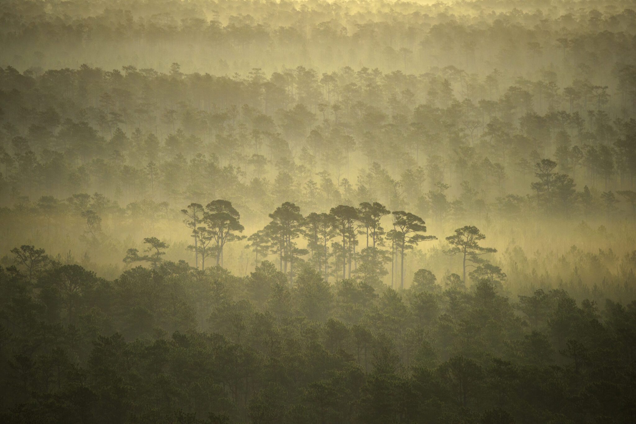 Aerial photograph of the Florida Wildlife Corridor. Eglin Air Force BaseLearn more at FloridaWildlifeCorridor.org. Photo copyright Carlton Ward Jr / CarltonWard.com.