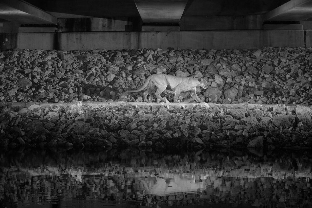 An important solution to reduce road kill is the construction of wildlife crossings. This photo shows a panther navigating a wildlife underpass beneath a busy highway cutting through panther habitat. There was already bridge over this canal. Conservationists worked with the Department of Transportation to design and build a ledge beside the canal, making a walkway for wildlife. Fencing was installed along the roadway above to help funnel wildlife to save passage beneath. Wildlife crossings only work for the long-term when there is permanently protect land on both sides of the road. At the location of this crossing, the adjacent lands are both working cattle ranches, which have now been permanently protected from development by conservation easements. Infrared converted camera with infrared flashes creating invisible light, triggered by a camera trap. The photo took two years to capture. Equipment support from the Fstop Foundation.