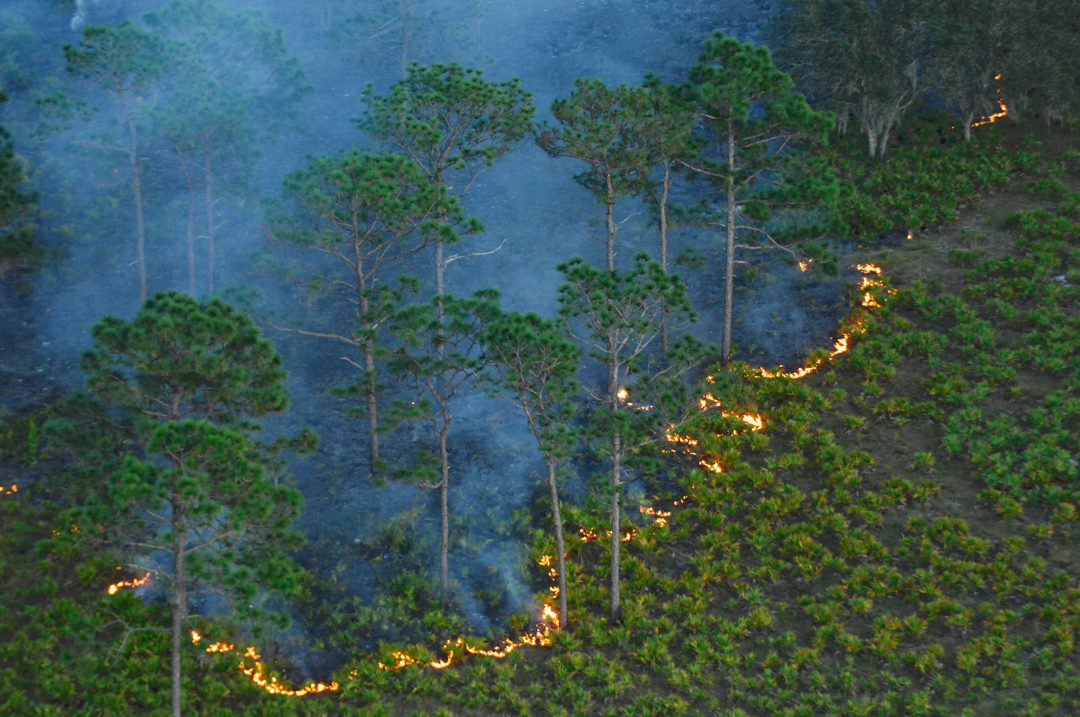 Blue Head Ranch Blue Head Ranch, Highlands County, FloridaPhoto by Carlton Ward Jrwww.carltonward.comFlorida HeritageProject of the Legacy Institute for Nature & Culture (LINC)Building Connections to Natural Heritagewww.LINC.us