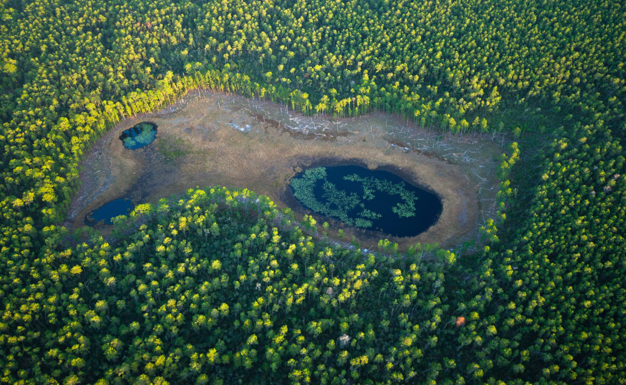 Aerial Photographs of the Florida Wildlife Corridor opportunity area. A clearing in Ocala National Forest near Farles Prairie provides seasonal wetlands and habitat for wildlife, including a mother bear and two cubs that were spotted along the edge of the timber during a flyover.   Learn more about the Florida Wildlife Corridor at FloridaWildlifeCorridor.com. Aerial photography support provided by LightHawk, a Tripods in the Sky project with the International League of Conservation Photographers (iLCP.com).  Photograph by Carlton Ward Jr / Carlton Ward Photography / CarltonWard.com.