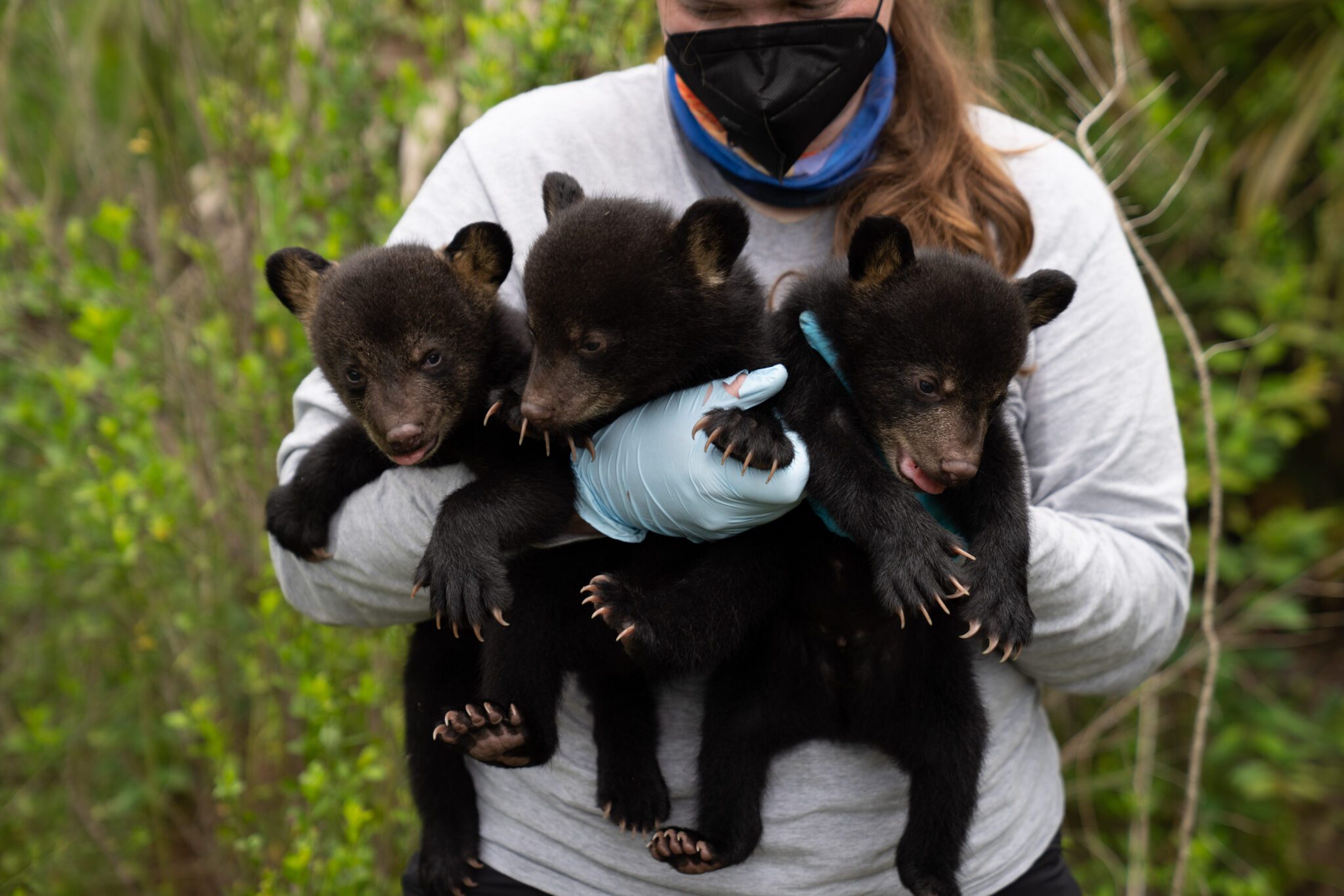 Florida black bear research with the Florida Fish & Wildlife Conservation Commission. Photo by Carlton Ward Jr / Wildpath. Do not publish without prior written consent.