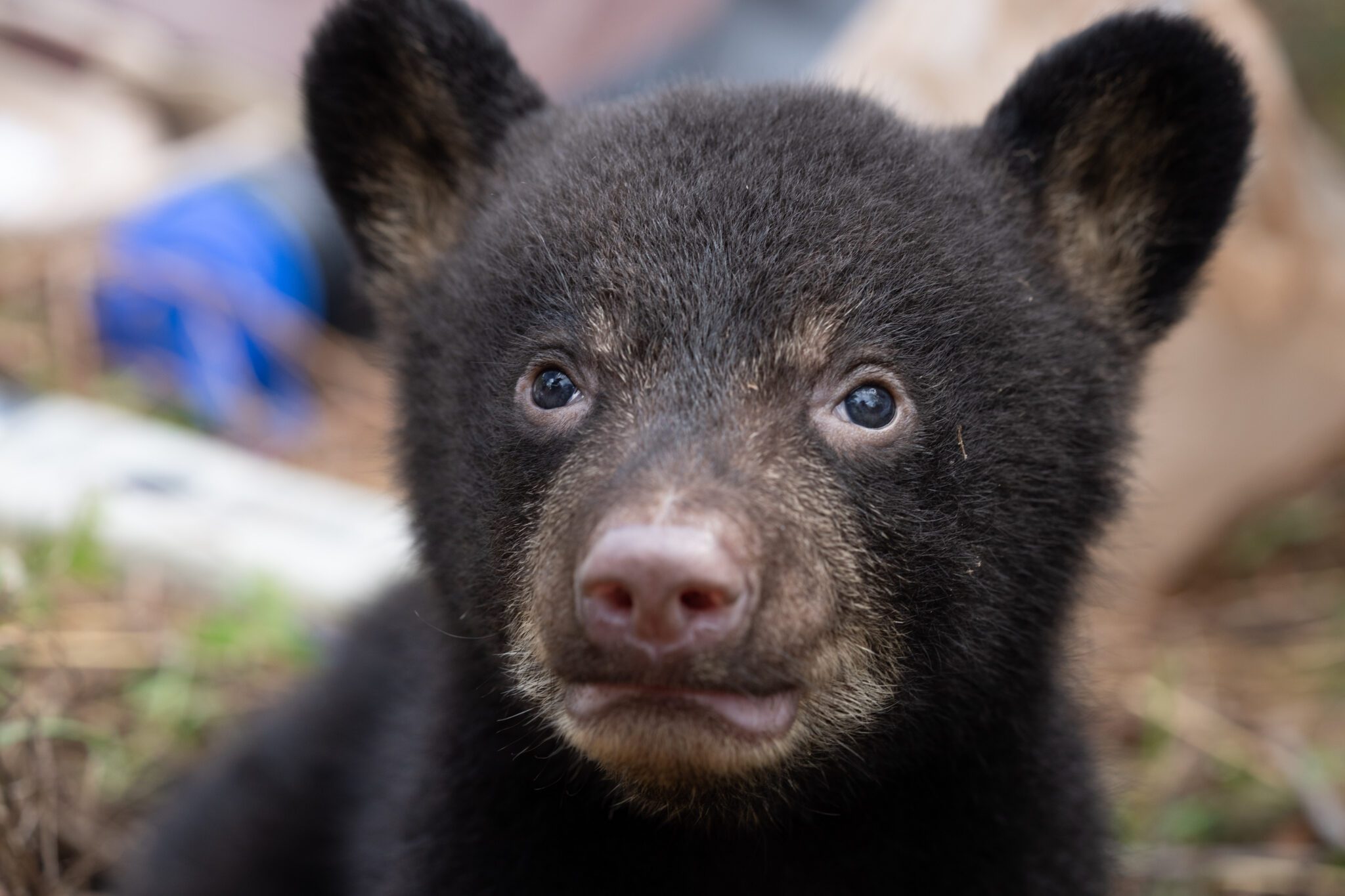 Florida black bear research with the Florida Fish & Wildlife Conservation Commission. Photo by Carlton Ward Jr / Wildpath. Do not publish without prior written consent.
