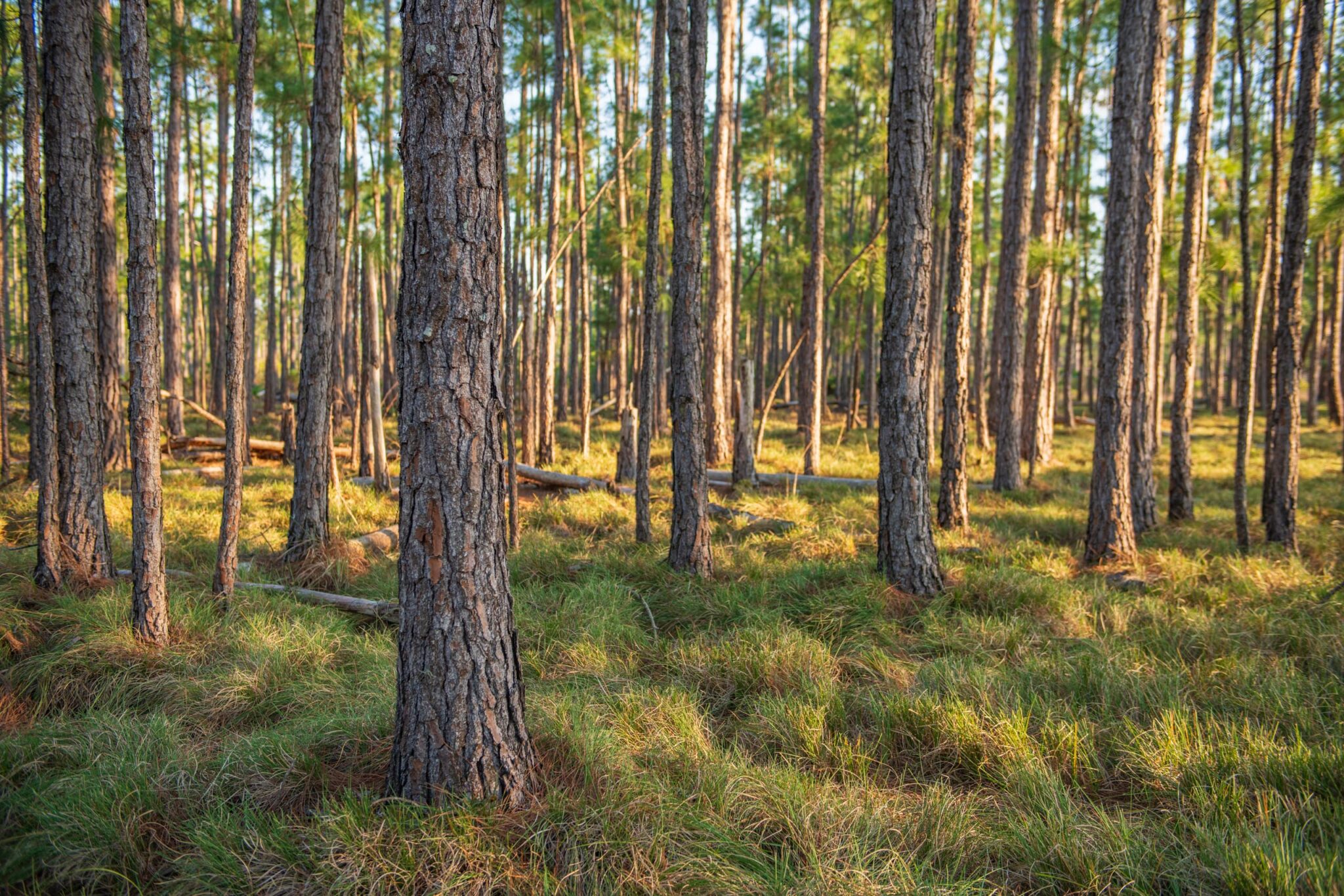 2-Overview-Lauren-YohoSquare-One-Ranch