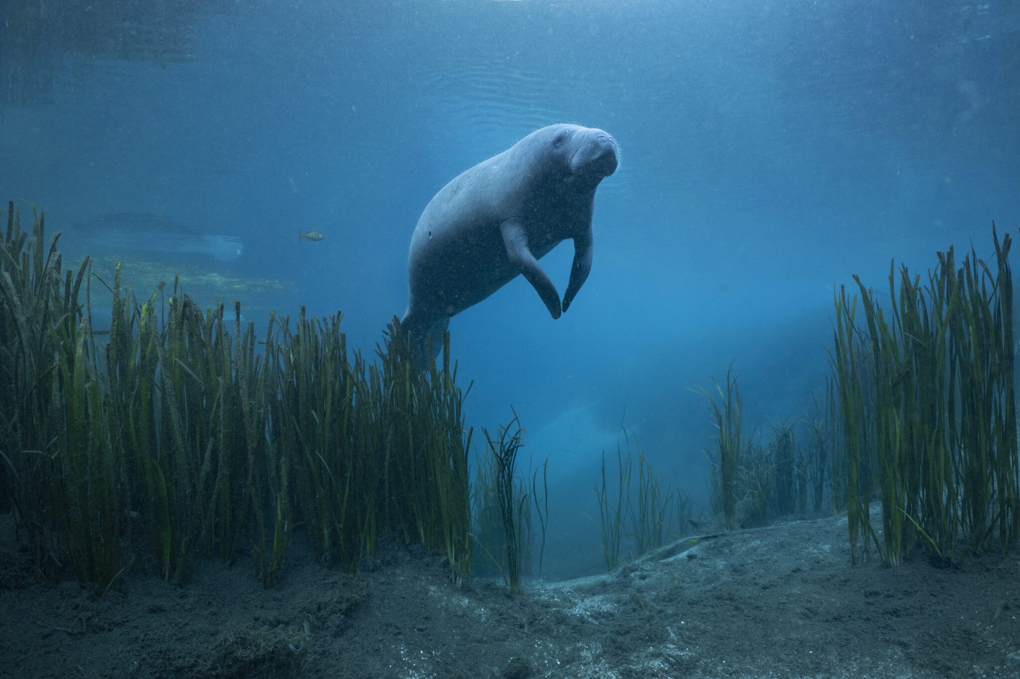 A manatee glides above healthy aquatic grasses in Florida's spring fed Silver River. Manatees can't survive in water colder than 68F and must find warmer water with abundant vegetation to eat when ocean and river temperatures around Florida plummet below that threshold in winter. The dam built to create the Rodman Reservoir blocks most manatees from migrating into Silver River, but a small population has learned how to navigate the locks that allow boats to move upstream.