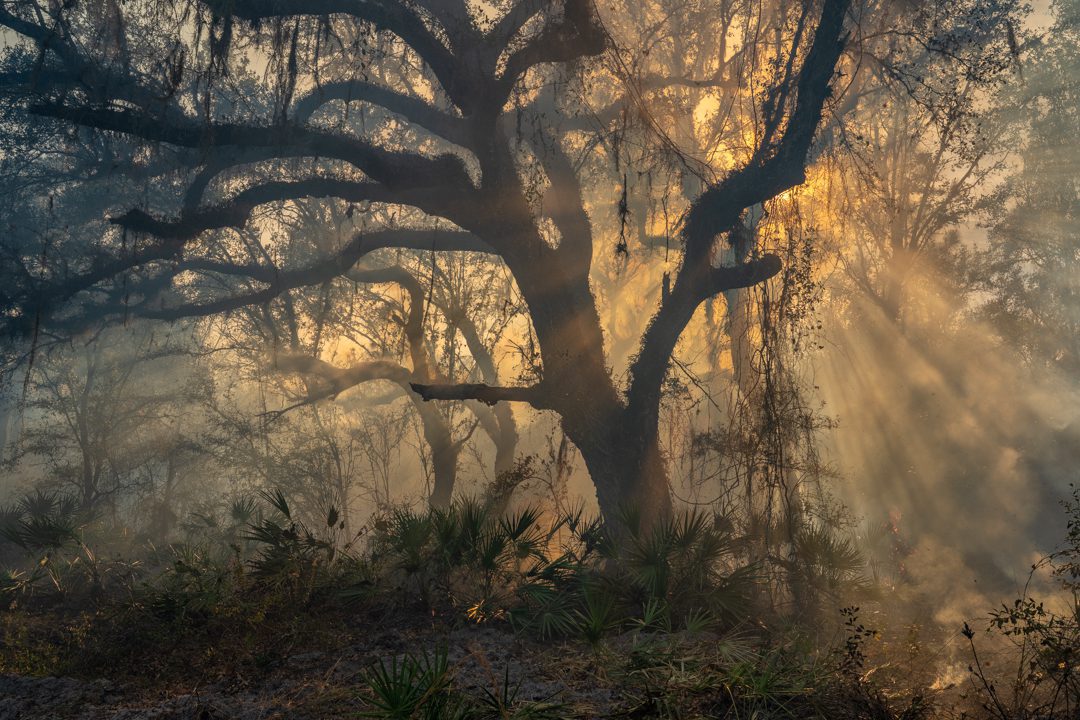 Photo by Carlton Ward Jr / CarltonWard.com