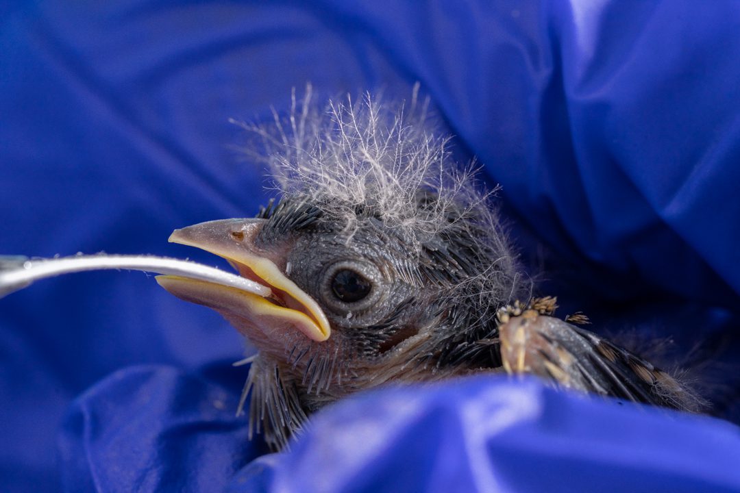 Florida Grasshopper Sparrow research by Archbold Biological Station scientists at DeLuca Preserve. Photo by Carlton Ward Jr / CarltonWard.com