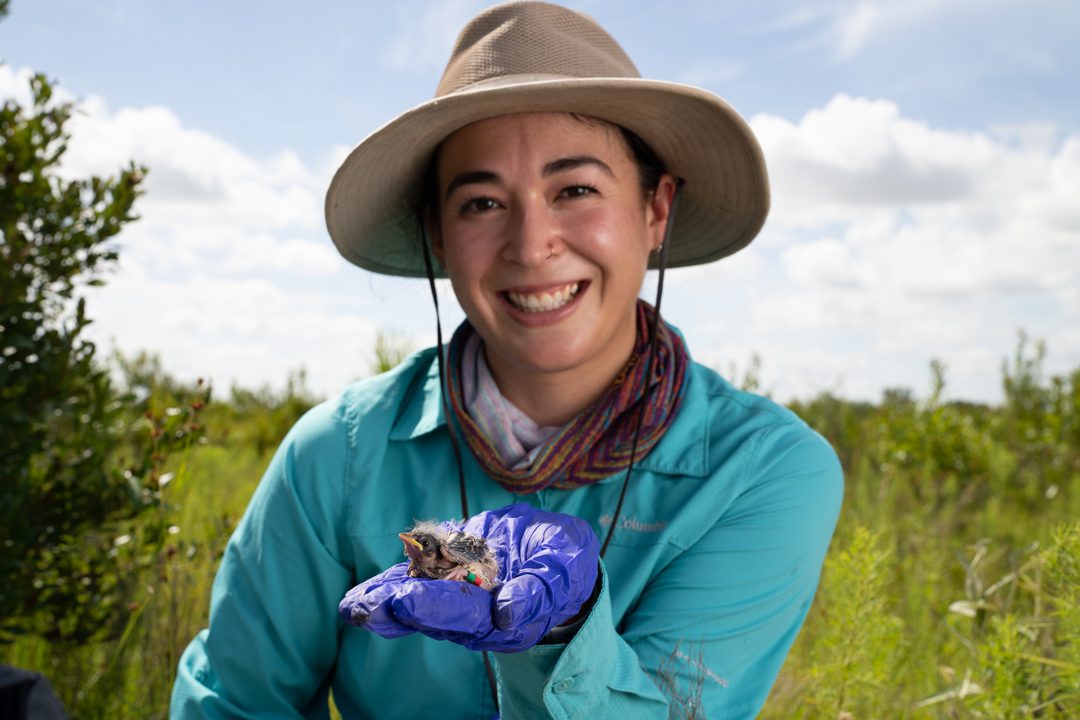 Florida Grasshopper Sparrow research by Archbold Biological Station scientists at DeLuca Preserve. Photo by Carlton Ward Jr / CarltonWard.com