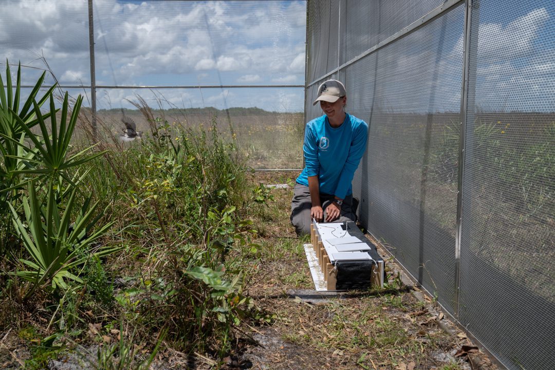 Florida Fish & Conservation Commission biologist Sarah Biesemier opens doors to release Florida Grasshopper Sparrows into an aviary at the relase site on the Kissimmee Prairie where they will aclimate overnigt before being completley relased into the expansive habitat. Photo by Carlton Ward Jr / Wildpath