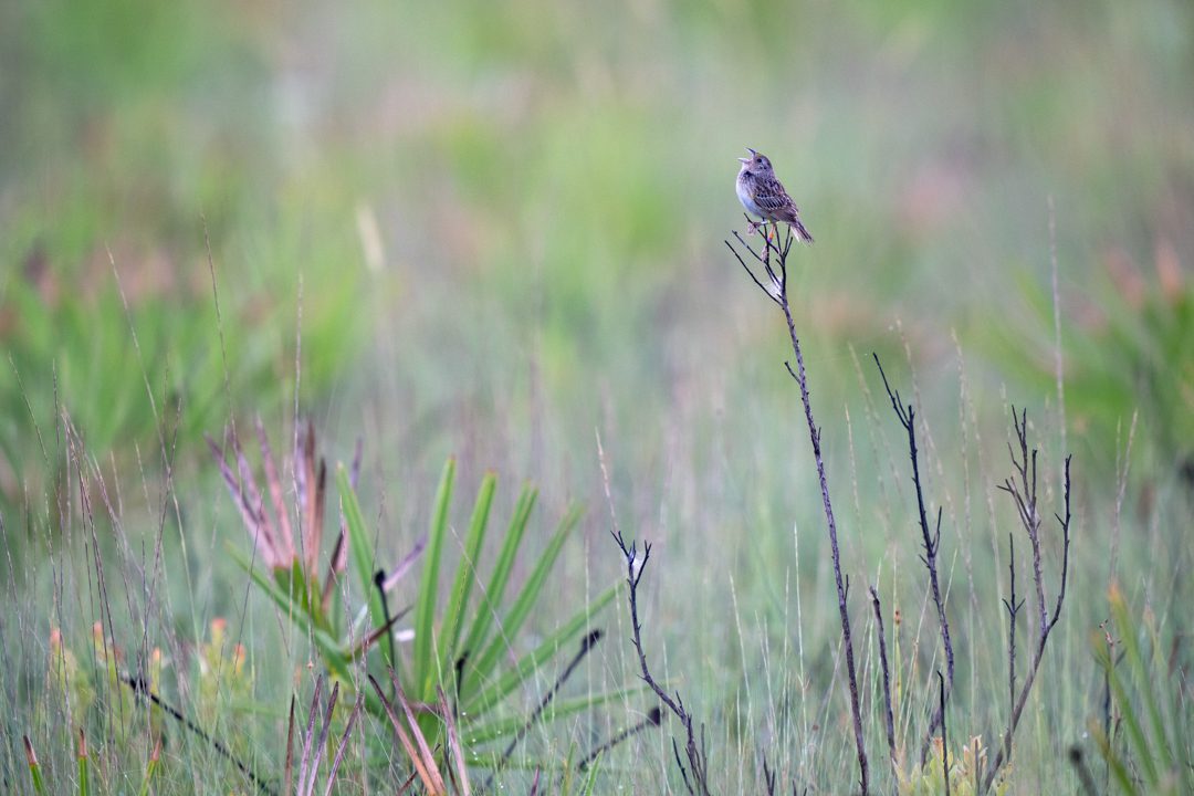 A Florida Grasshopper Sparrow sings from a perch in it's native dry prairie habitat in the Everglades Headwaters region. May of the released birds have survived multiple years and have produced offspring. The color banding on this sparrow legs identify which year it was returned to the wild. Photo by Carlton Ward Jr / Wildpath