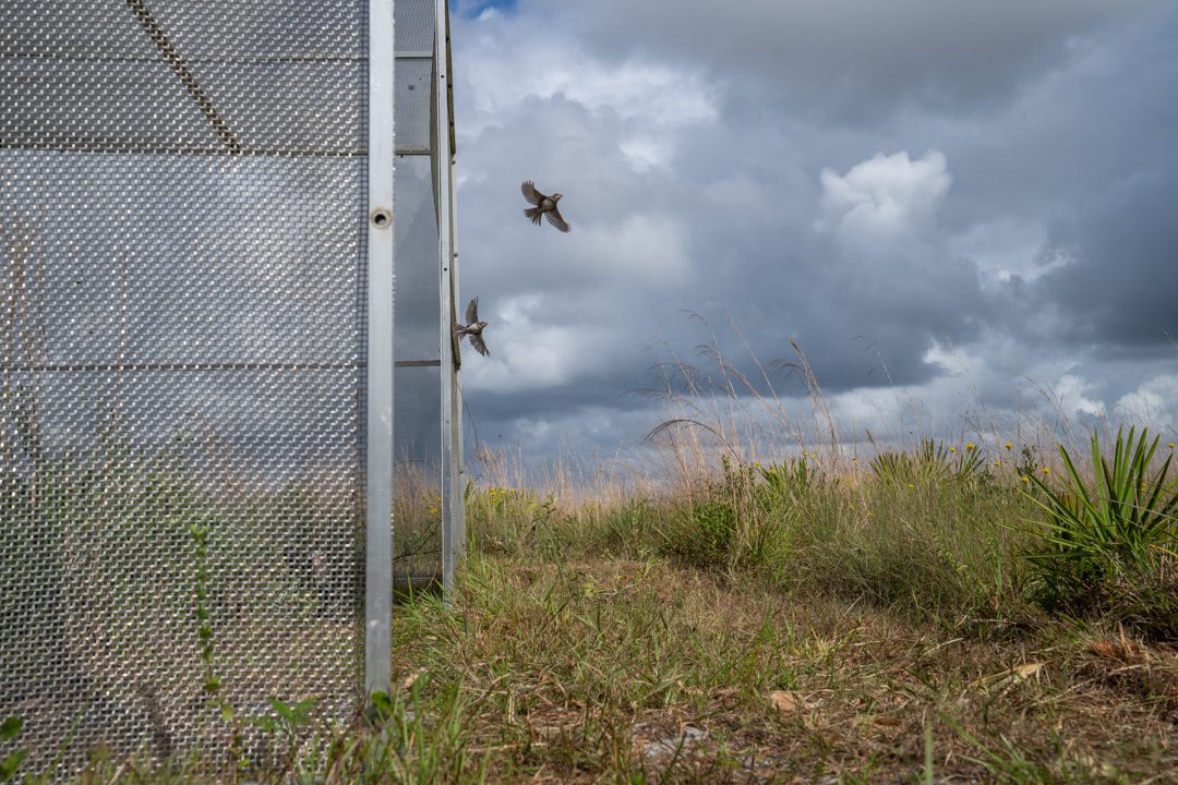 Two Florida Grasshopper Sparrows ifly our of their release aviary into the wild Kissimmee Prairie habitat. There were a total of 12 sparrows that had been born at the conservation breeding facility that were released together, bringing the total released birds to more than 500. Photo by Carlton Ward Jr / Wildpath