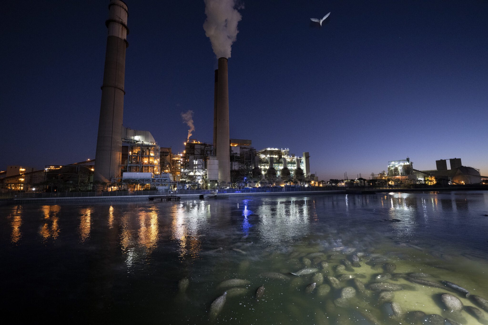Hundreds of manatees huddle to keep warm in the Tampa Electric Company's discharge canal on a cold winter morning. The power plant draws in salt water from Tampa Bay to cool equipment. The heated water is returned to the bay, where it attracts manateesfleeing cold water in the Gulf of Mexico. Manatees can't survive in water colder than about 20C and must find warm water to survive winter. While historically manatees went to warm water springs to survive winter, biologists estimate that at least 60% of the population now relies on power plants. This has created a conservation problem because many of these powerplants are being replaced by cleaner energy sources which require less, or no, cooling water and  manatees learn from their mothers where to find warm water from their mothers - and return to the same sites every year. Biologists are trying to figure out how to wean manatee populations off power plants.