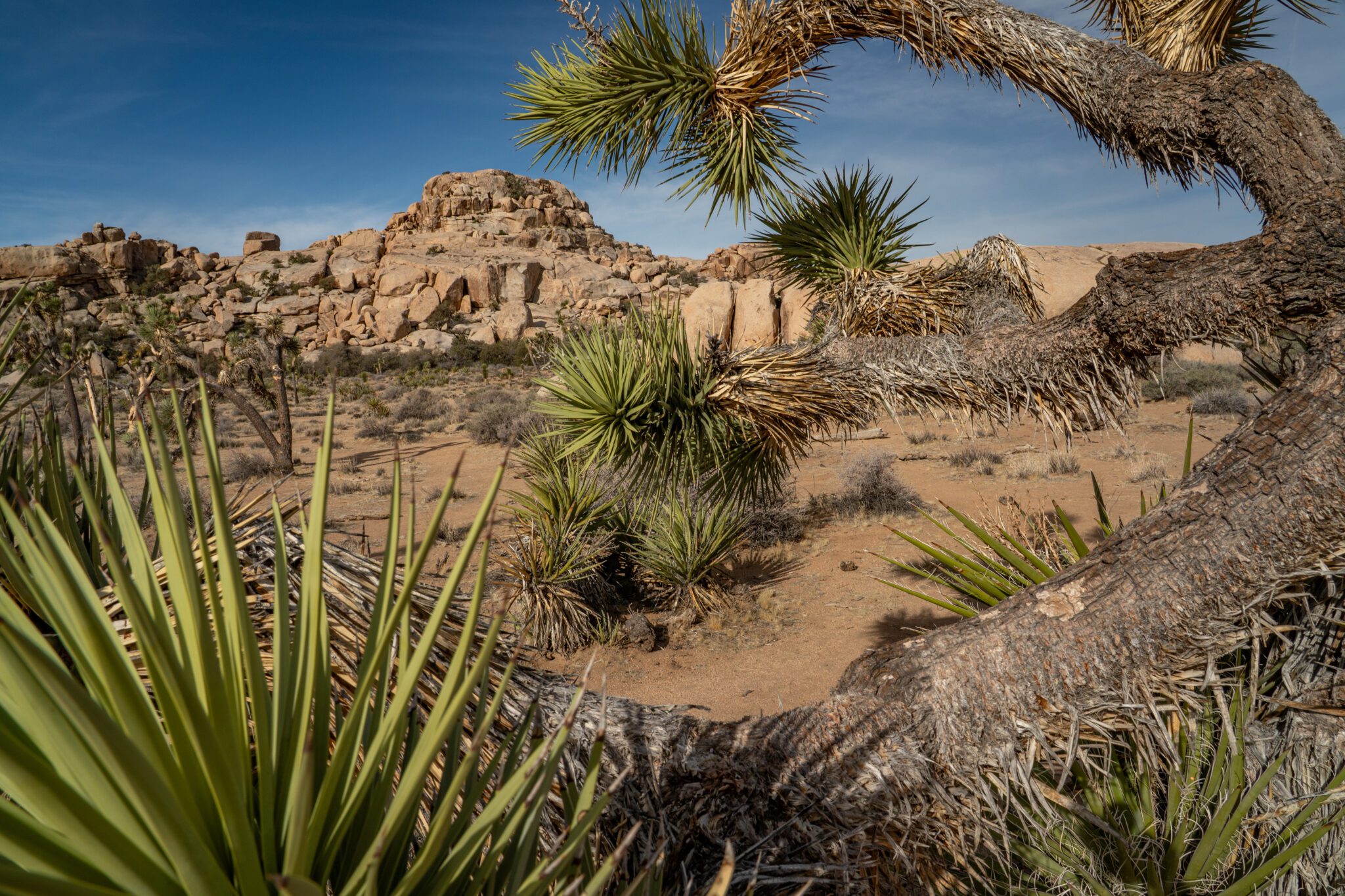 The Sentinel Landscapes Partnership is a coalition of Federal agencies, state and local governments, and private organizations that work with willing landowners and land managers to advance sustainable land use practices around military installations and ranges. The Mojave Desert Sentinel Landscape in California covers 3.5 million acres of the western Mojave Desert and is home to the Marine Corps Air Ground Combat Center, National Training Center Fort Irwin, Edwards Air Force Base, Naval Air Weapons Station China Lake, and Marine Corps Logistics Base Barstow. This image shows the desert landscape, with the curving arms of a Joshua Tree (Yucca brevifolia) in Joshua Tree National Park. Photograph by Jen Guyton/Wildpath