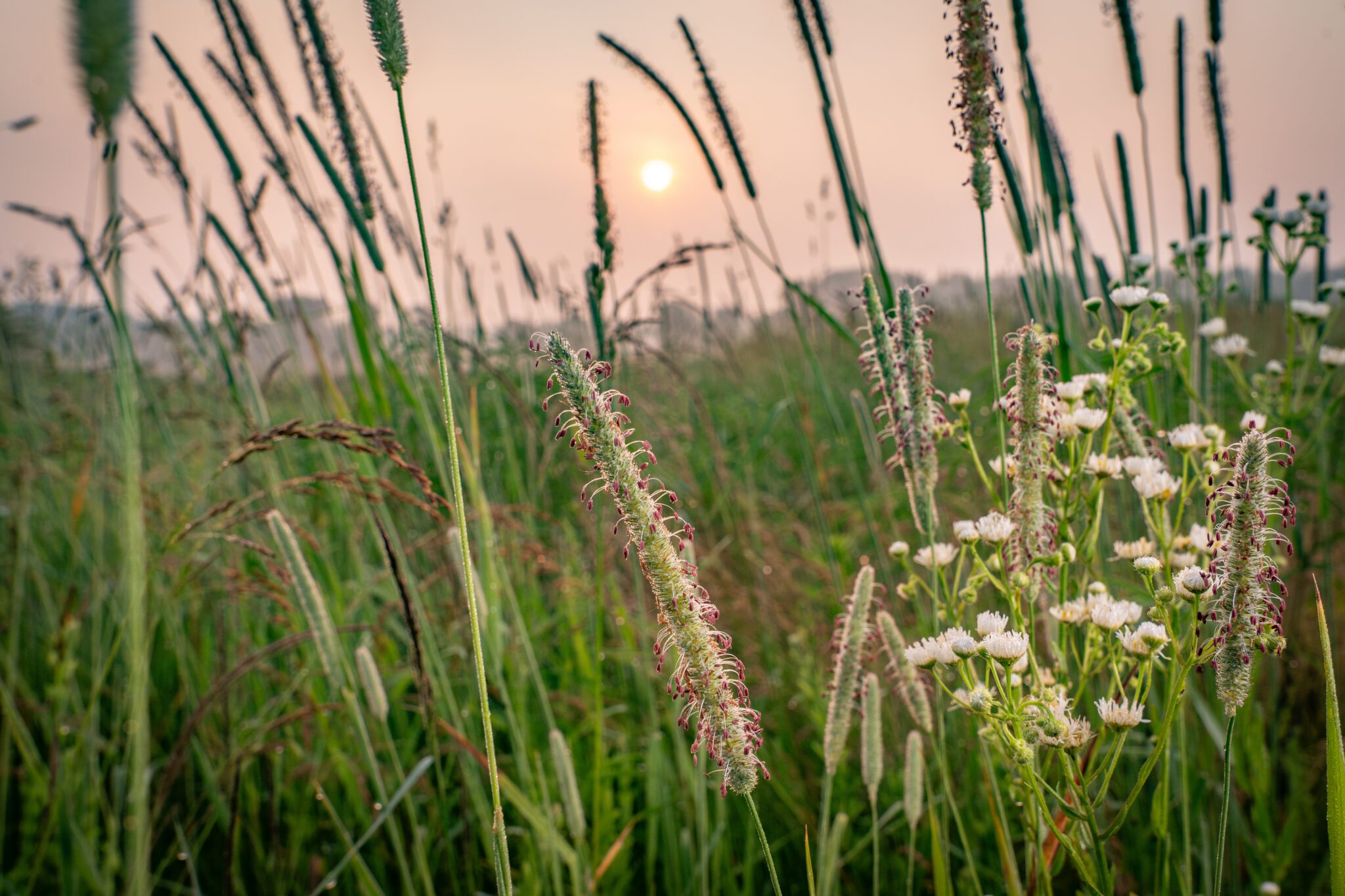 The Sentinel Landscapes Partnership is a coalition of Federal agencies, state and local governments, and private organizations that work with willing landowners and land managers to advance sustainable land use practices around military installations and ranges. The Southern Indiana Sentinel Landscape covers 3.5 million acres, including 470,000 acres of conserved land, and is home to Naval Support Activity Crane, the Lake Glendora Test Facility, Atterbury-Muscatatuck Training Center, and the Indiana Air Range Complex. This photo shows a meadow at sunrise, Busseron Creek Fish and Wildlife Area, managed by the Indiana Department of Natural Resources, Southern Indiana Sentinel Landscape, Indiana. Photograph by Jen Guyton/Wildpath.