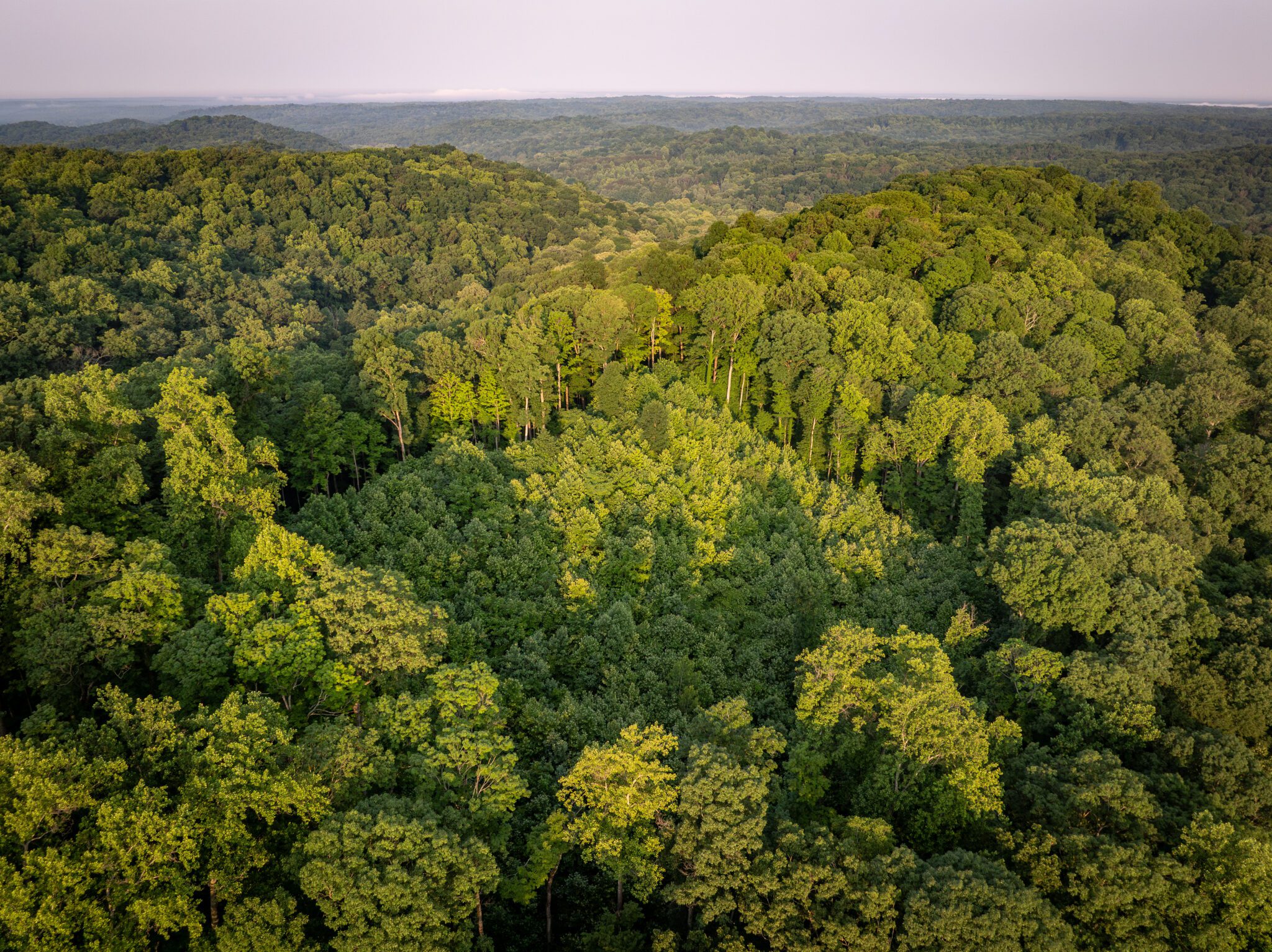 The Sentinel Landscapes Partnership is a coalition of Federal agencies, state and local governments, and private organizations that work with willing landowners and land managers to advance sustainable land use practices around military installations and ranges. The Southern Indiana Sentinel Landscape covers 3.5 million acres, including 470,000 acres of conserved land, and is home to Naval Support Activity Crane, the Lake Glendora Test Facility, Atterbury-Muscatatuck Training Center, and the Indiana Air Range Complex. This aerial photo shows a regeneration opening from previous timber harvest in Yellowwood State Forest, Southern Indiana Sentinel Landscape, Indiana. The trees were removed to begin forest regeneration and diversify tree age structure. Photograph by Jen Guyton/Wildpath.