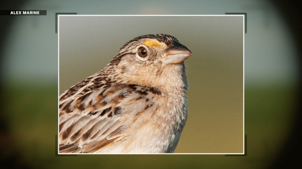 A Florida grasshopper sparrow.