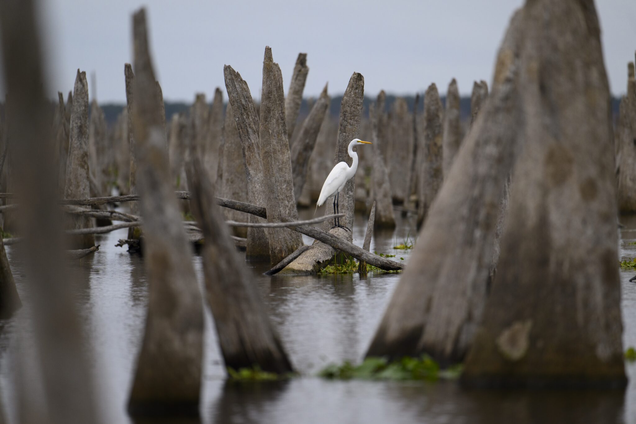 An egret hunts among dead tree trunks that are normally flooded by the Rodman Reservoir, created by impounding Florida's Oklawaha River. These dead, weathered trunks are the ghosts of the forest that was drowned to create the reservoir.