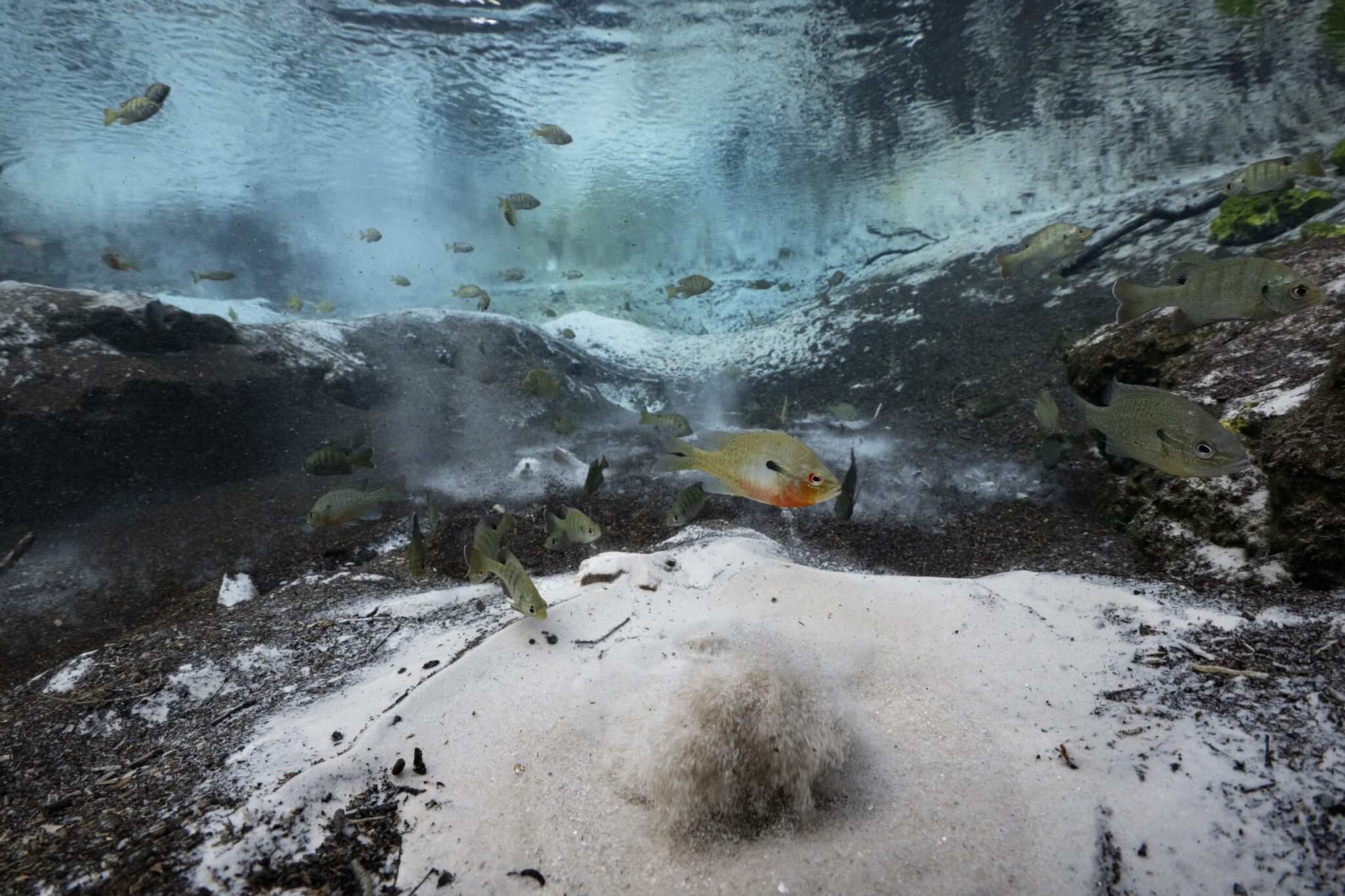 Sunfish swim above sand boils in Cannon Spring, one of at least 20 springs that are normally drowned by Florida's Rodman Reservoir. The boils are created by groundwater surging out of the limestone aquifer beneath the sand.