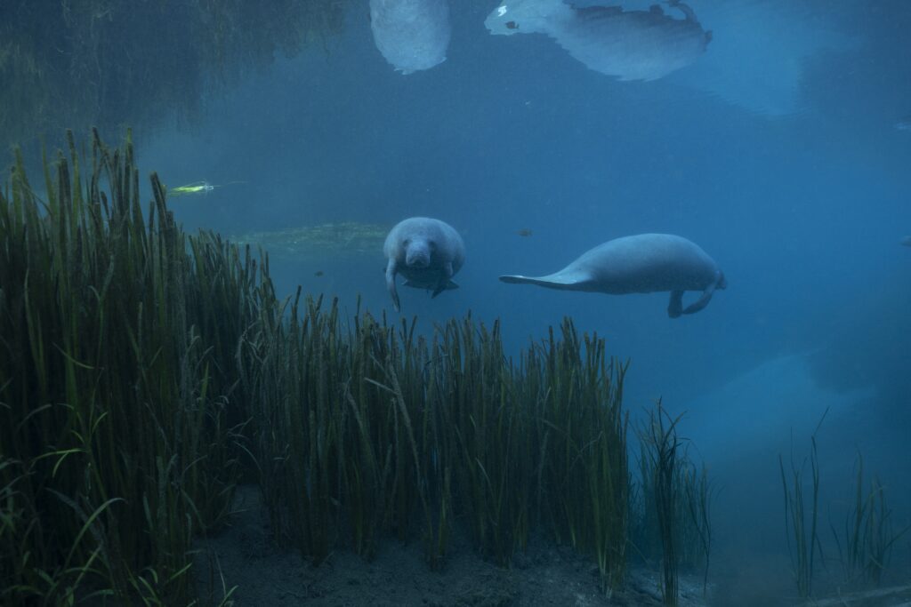 A pair of Florida manatee swims above lush beds of aquatic grasses in Florida's spring fed Silver River. Manatees require warm water  with abundant aquatic vegetation nearby to eat to survive winter. The dam across the Oklawaha River which created the Rodman Reservoir blocks all but a small population of manatees that have learned how to navigate the boat locks from reaching Silver River during winter. Removing the dam would provide manatees, and several other species, access to one of the largest and healthiest warm water habitats that connect to Florida's east coast.
