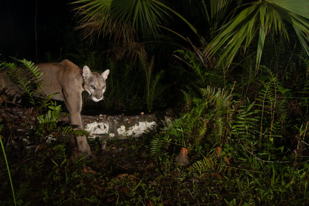 Camera trap photo on a trail leading into the upper Fakahatchee Strand on Florida Panther National Wildlife Refuge. Photo by Carlton Ward Jr. Camera location: CTF012