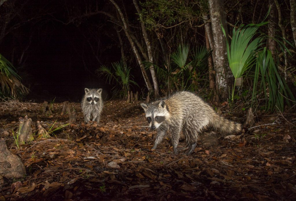 Raccoons, Babcock Ranch
