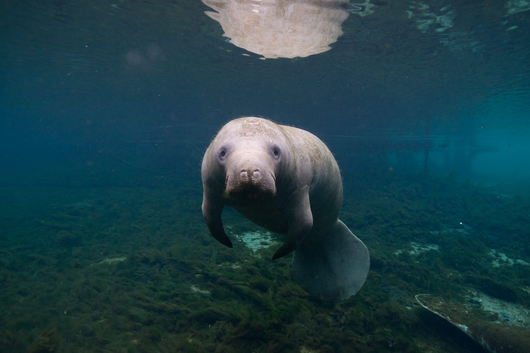 Manatee Springs State Park, Florida