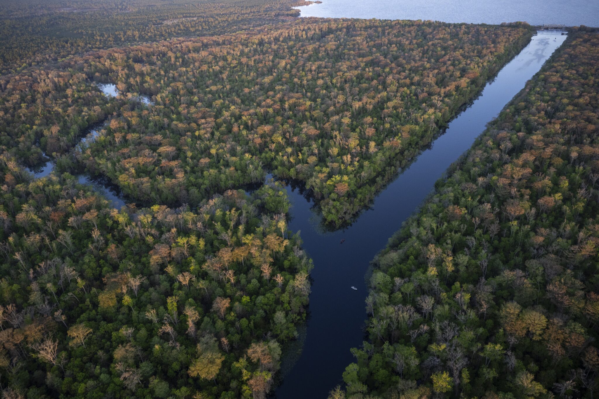Photo by Jason Gulley. The Rodman Reservoir was created in 1968 by building the Kirkpatrick Dam across the Oklawaha River as part of a cross-Florida canal system that was never completed. The reservoir flooded at least 20 springs and the dam which created it blocks access to most manatees and several species of fish that historically migrated seasonally into the spring-fed Silver River. Removing the dam would restore access to the species but the reservoir has become a popular fishing and boating destination. Photographed from an R44 helicopter piloted by Parker Thornley.