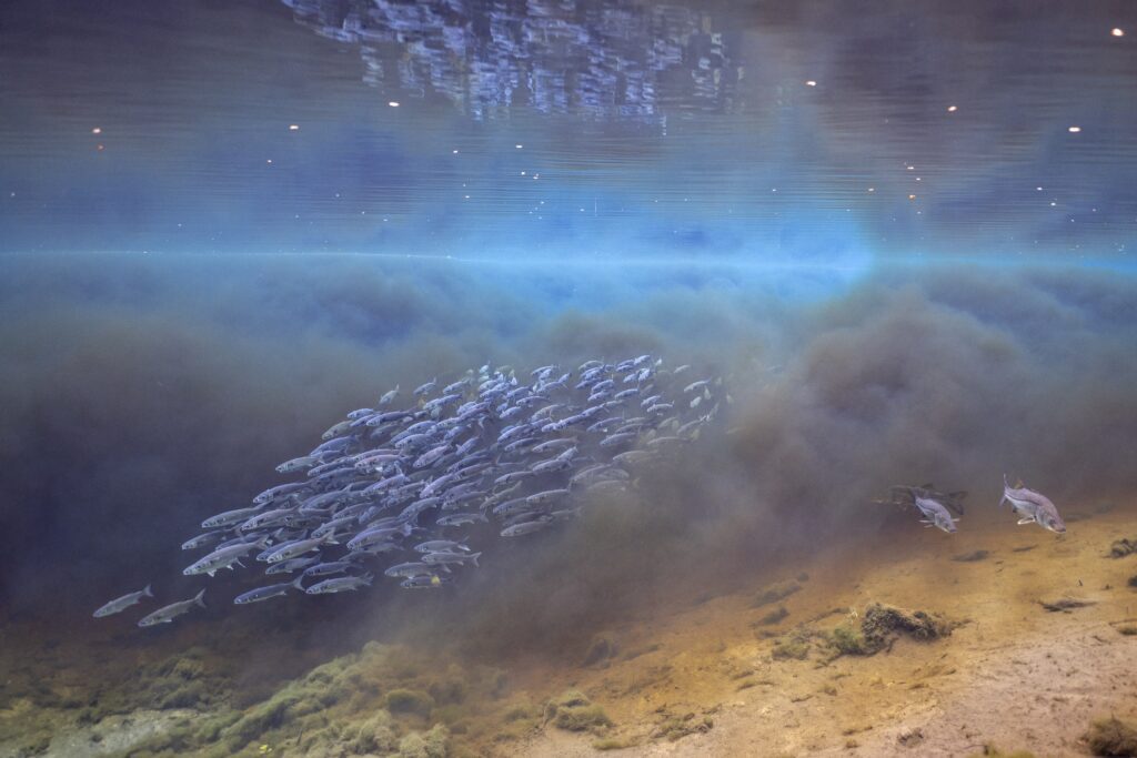 A school of mullet and snook migrate between the tannic Suwannee River and the clear water of Fanning Springs. Florida has more than 1,000 freshwater springs, the most dense collection of large freshwater springs on the planet, but these springs are threatened by overconsumption of groundwater and nutrient pollution from sewage and fertilizers. Published in December 2024 issue of National Geographic Magazine as a picture of the year.