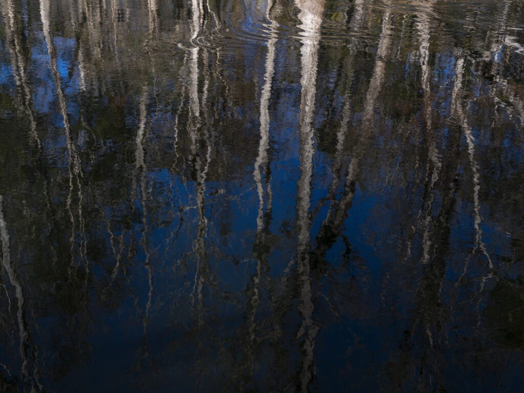 Trees lining the banks of Florida's Oklawaha River reflect off the surface of the river.